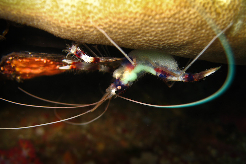 Protective Boxer Shrimp