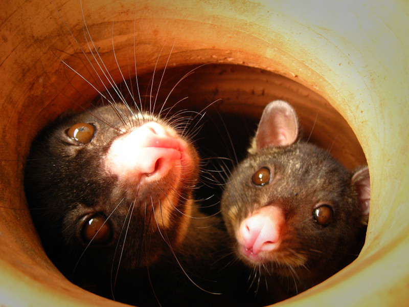 Cosy Possums