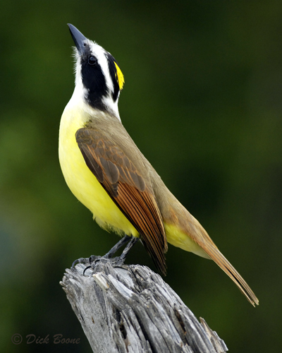 Great Kiskadee