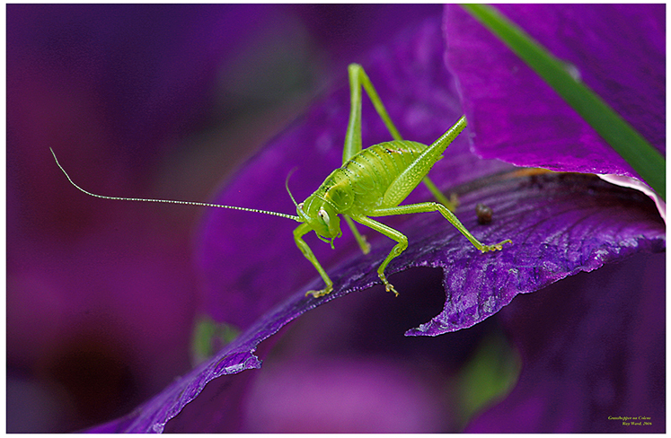 Grasshopper on Coleus