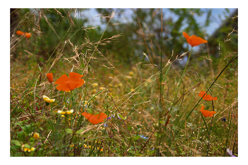 Californian wildflowers