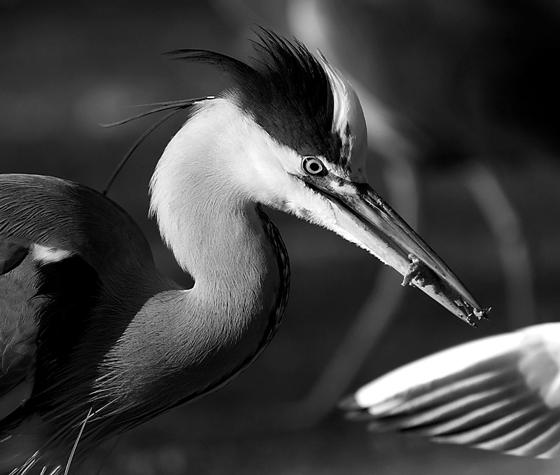 PC079433_heron_eat_4wm.jpg
