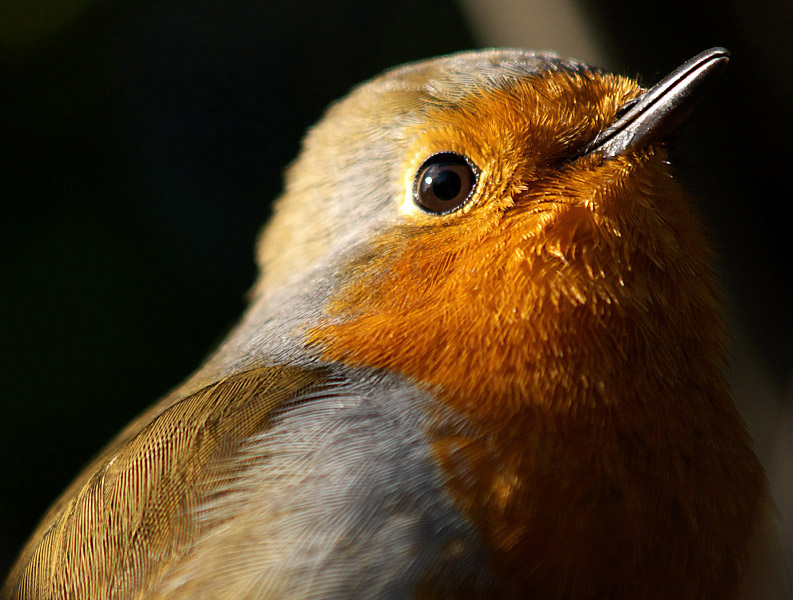 P1211321_robin_close.jpg