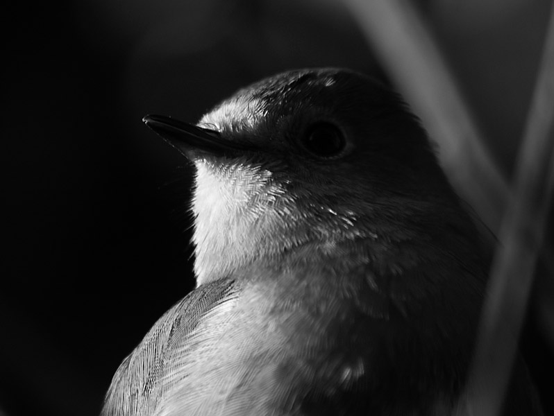 P1211323_robin_bw.jpg