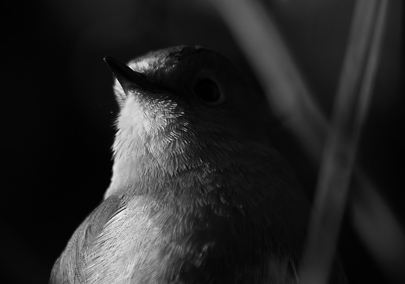 P1211324_robin_bw.jpg
