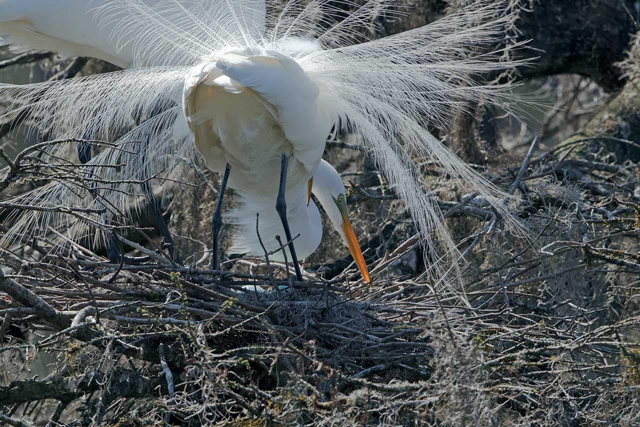 Great White Egret Pair With Eggs In Nest