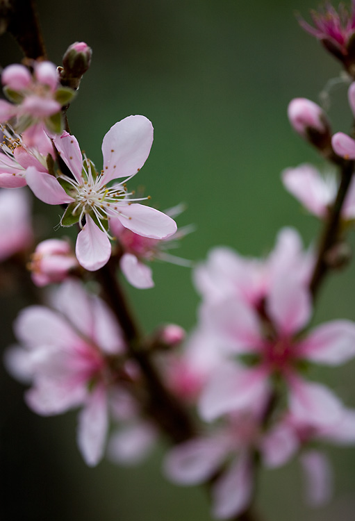 Peach Blossom