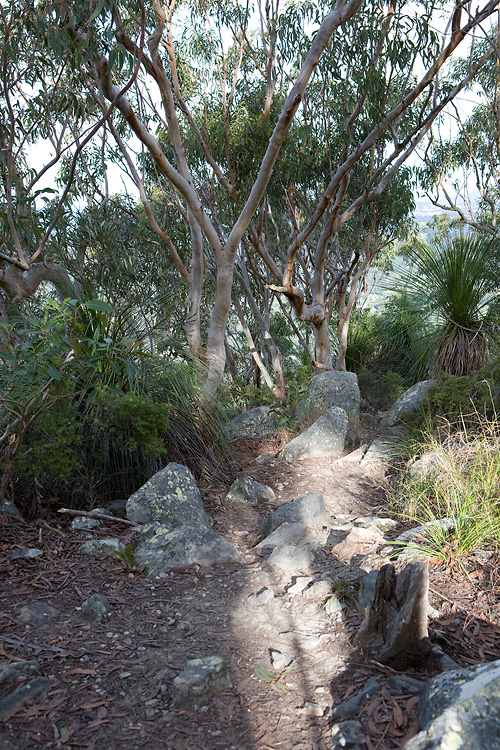 Mt. Cooroora