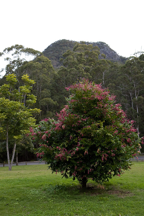 Mt. Cooroora
