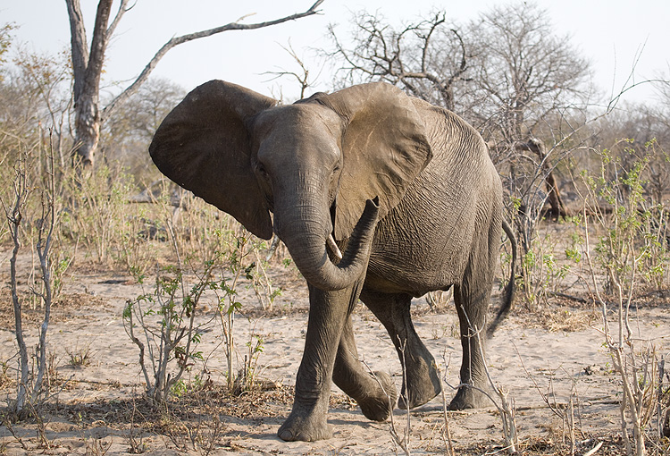 Elephant