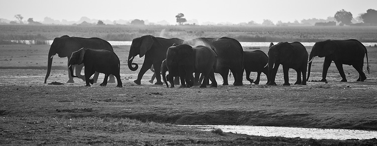 Elephants