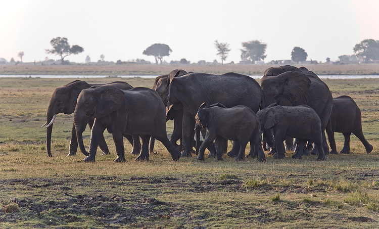 More Elephants