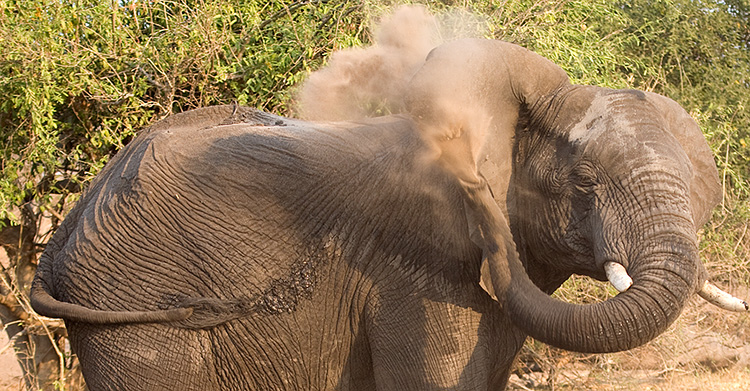 Dust bath