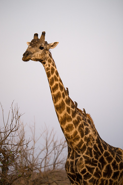 Giraffe