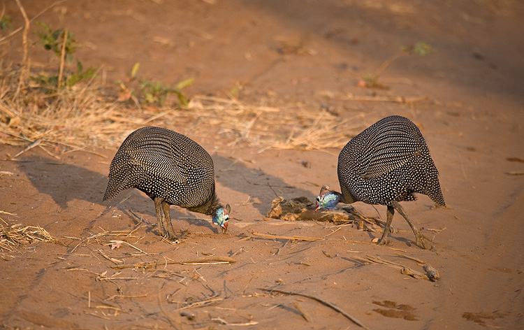 Helmeted Guineafowl