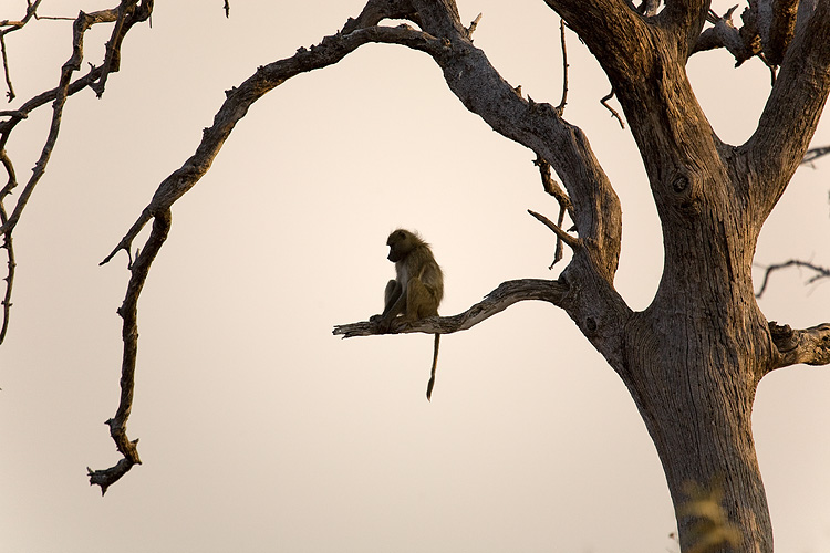 the high perch