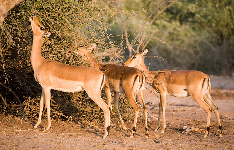 Impala