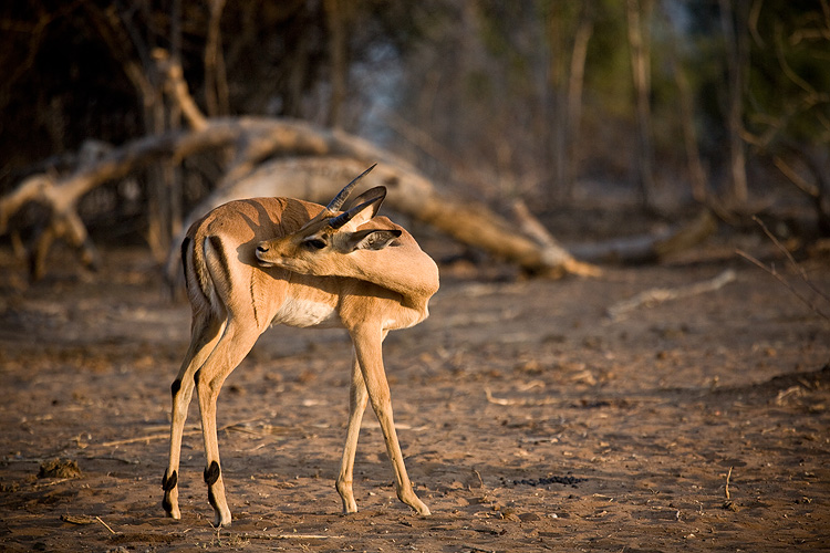 Impala