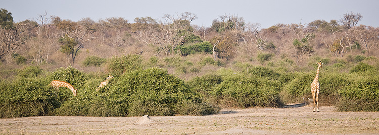 Giraffes