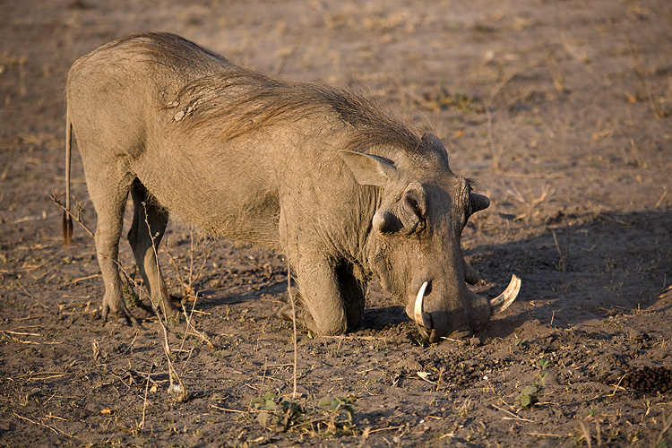 Warthog