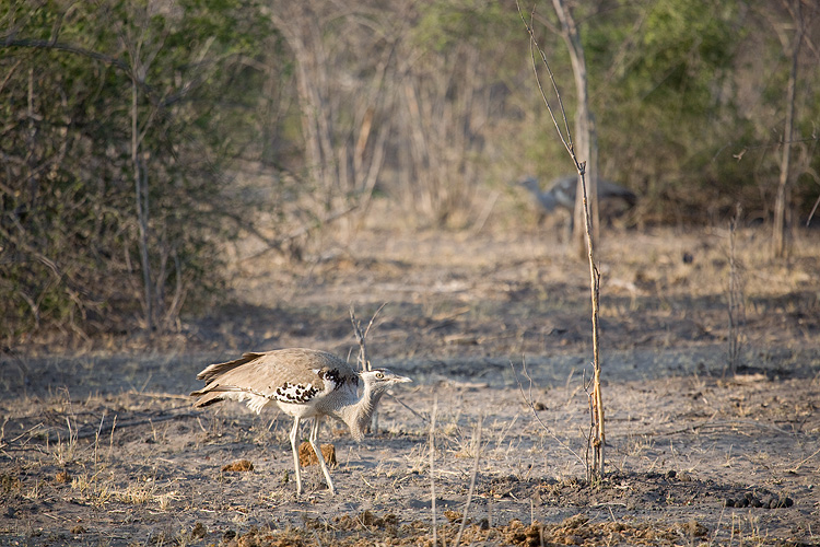 Kori Bustard