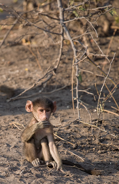 baby Baboon
