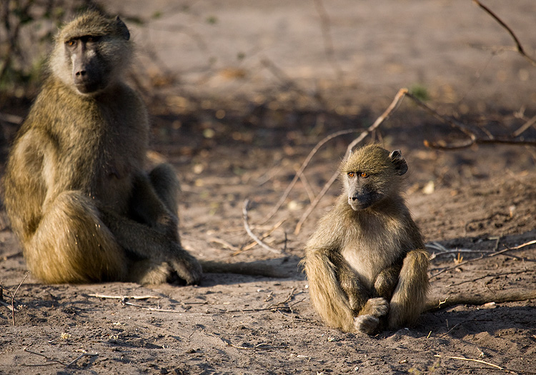 Baboons