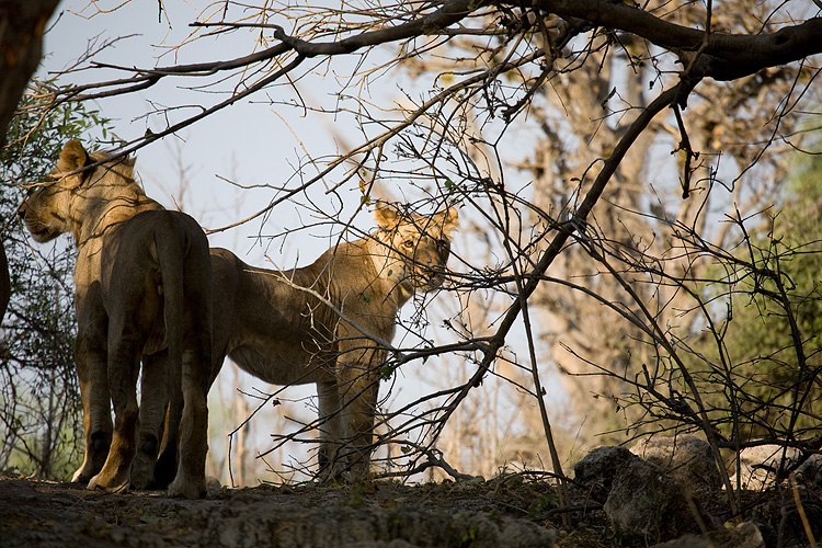 Lions