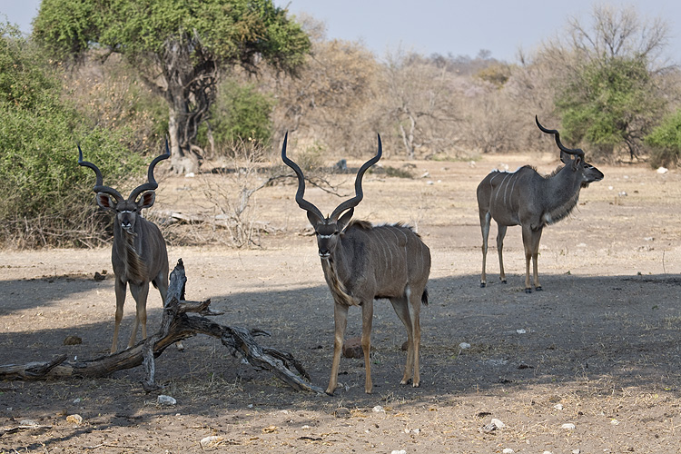 Male Kudu