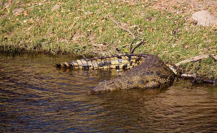 Crocodile handbag