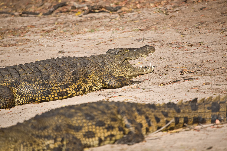 Crocodile shoes