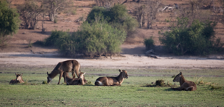 Female waterbuck