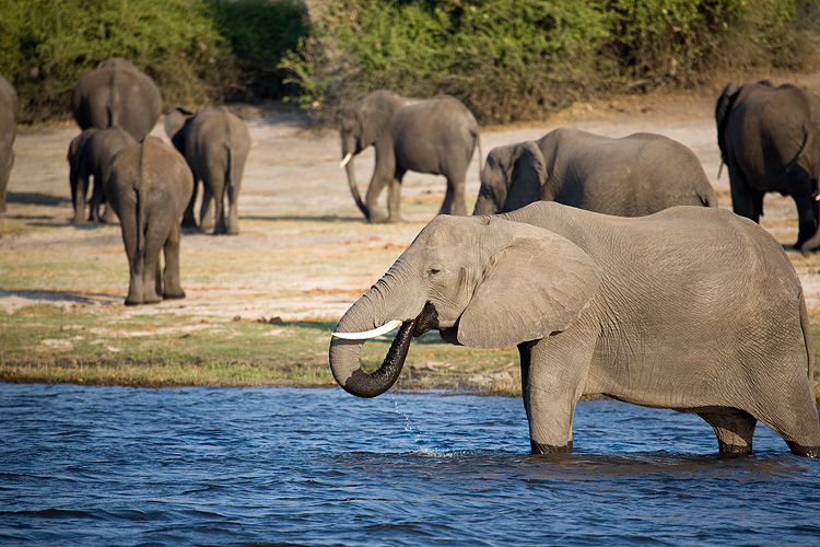 Elephants of Chobe