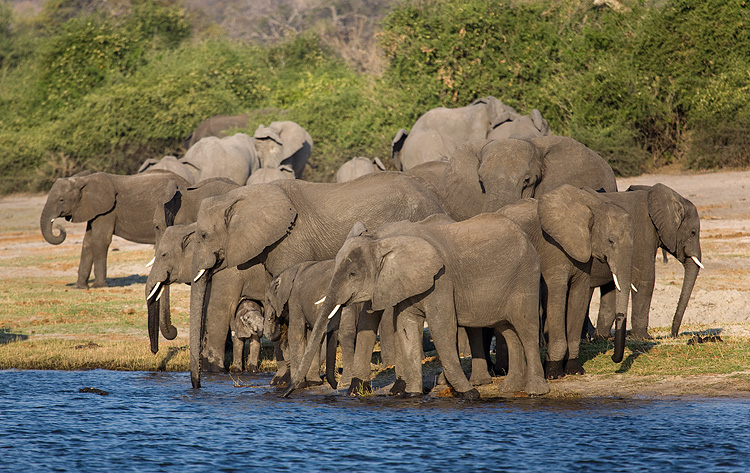 Elephants of Chobe