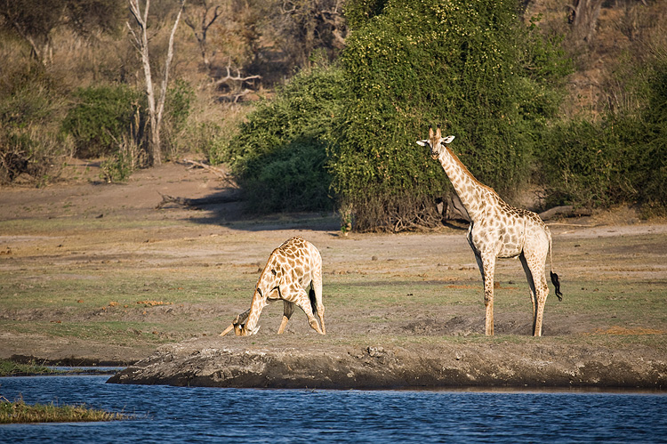 Giraffe Drinking