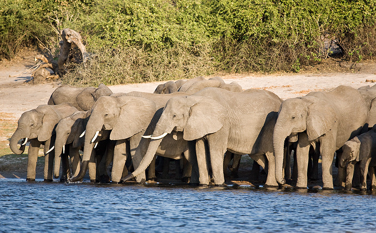 Elephants of Chobe
