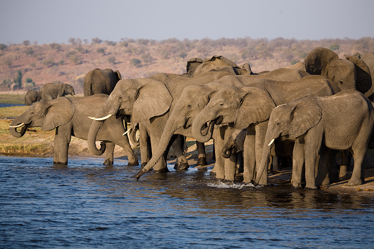 Elephants of Chobe