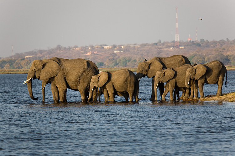 Elephants of Chobe