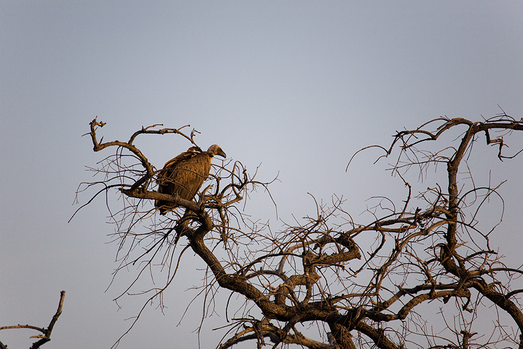 White-backed Vulture