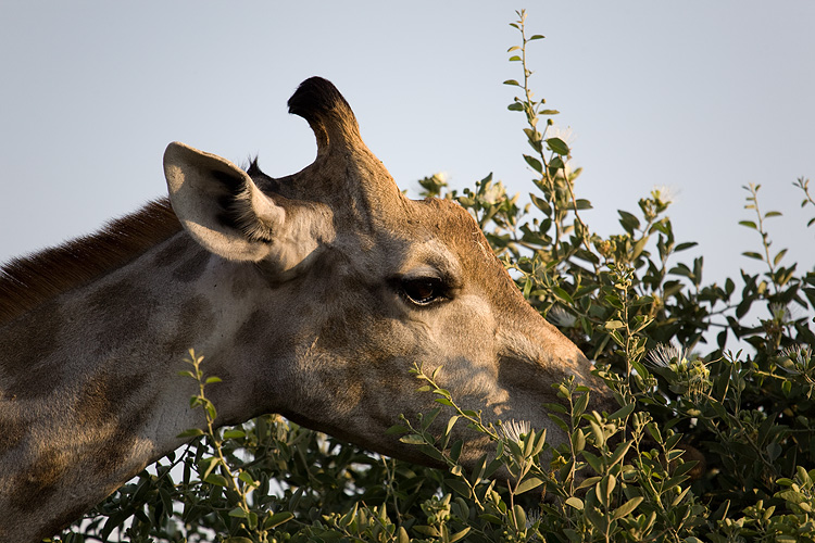 Giraffe munching