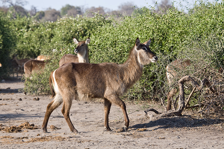Female waterbuck