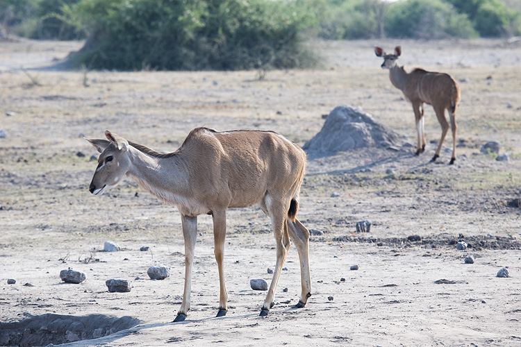 Female Kudu