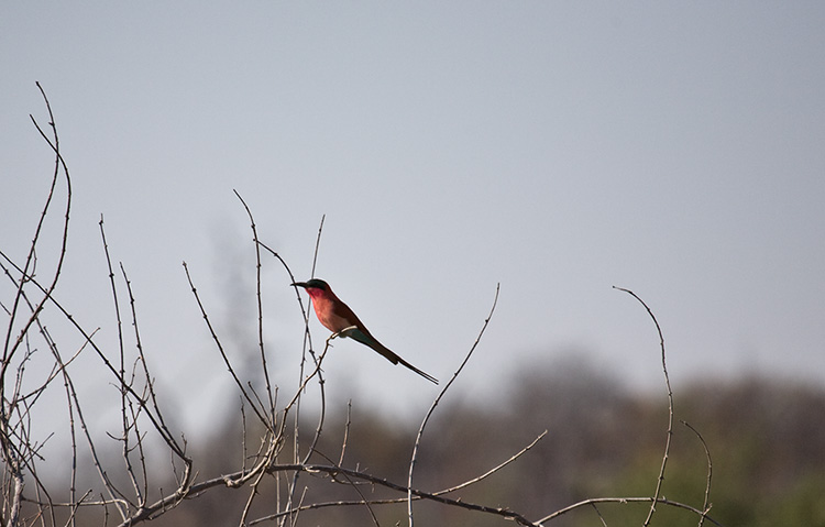 Southern Carmine Bee-eater