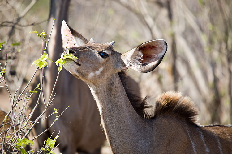 Kudu