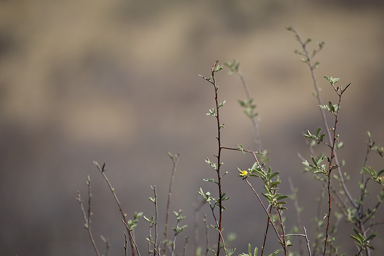 Kalahari still life