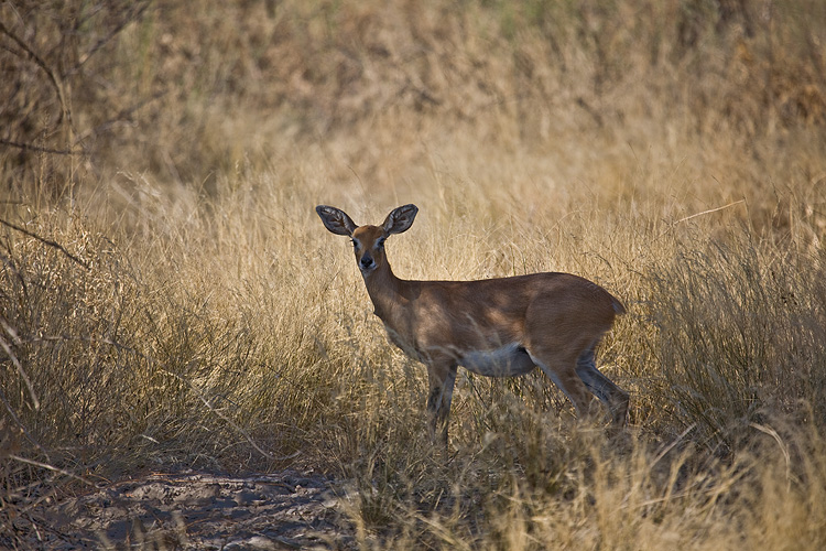 Pregnant Steenbok