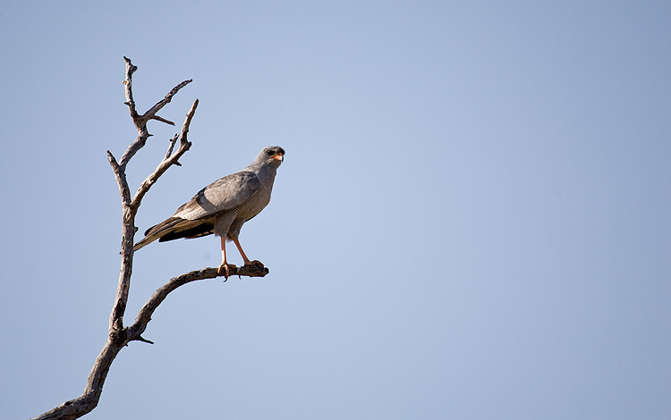 Southern Pale Chanting Goshawk