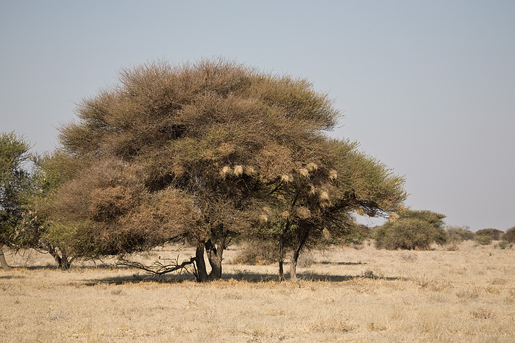 Weaver nests
