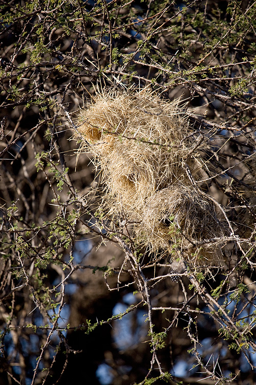 Weaver nests