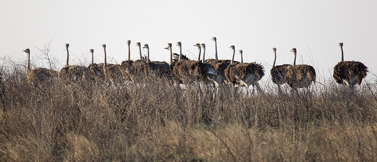 Flock of ladies